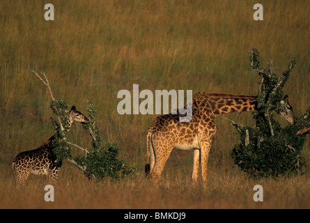 Africa, Kenya, Samburu riserva nazionale, reticolato (giraffa camelopardalis Giraffa) e alimentazione di vitello in erba alta al tramonto Foto Stock