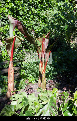 Ensete ventricosum - abissino di Banana Foto Stock