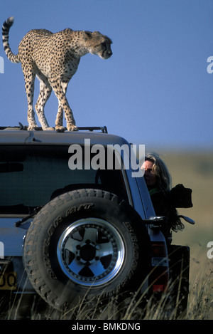 Kenia Masai Mara Game Reserve, femmina adulta ghepardo (Acinonyx jubatas) in piedi sul tetto del fotografo safari del carrello Foto Stock