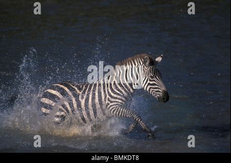 Africa, Kenia Masai Mara Game Reserve. Le pianure Zebra (Equus burchelli) schizzi shallow Fiume Mara durante la migrazione Foto Stock