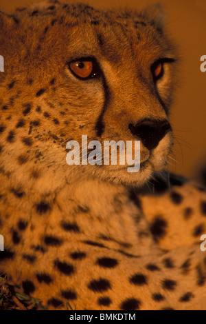 Africa, Kenia Masai Mara Game Reserve, Close-up ritratto di giovani maschi adulti ghepardo (Acinonyx jubatas) al tramonto Foto Stock