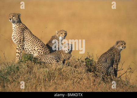 Africa, Kenia Masai Mara Game Reserve, femmina adulta ghepardo (Acinonyx jubatas) seduta con i cuccioli che si affacciava sulla savana Foto Stock