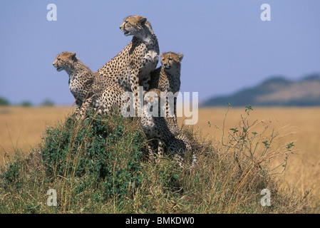 Africa, Kenia Masai Mara Game Reserve, femmina adulta ghepardo (Acinonyx jubatas) si siede con cub guardando fuori sulla savana Foto Stock