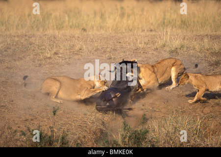 Kenia Masai Mara Game Reserve, Leoni (Panthera leo) imboscata e uccidere Gnu (Connochaetes taurinus) dal fiume di Mara Foto Stock