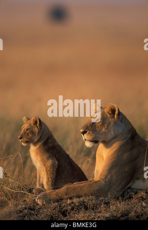 Africa, Kenia Masai Mara Game Reserve, Leonessa e LION CUB (Panthera leo) appoggiato sulla savana all'alba Foto Stock