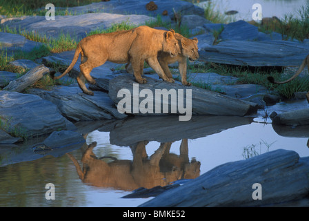 Kenia Masai Mara Game Reserve, Lion pride (Panthera leo) camminando lungo il banco roccioso del fiume Telek in mattina presto Foto Stock