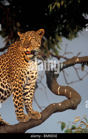 Africa, Kenia Masai Mara Game Reserve, femmina adulta Leopard (Panthera pardus) in appoggio sul ramo di albero al tramonto Foto Stock