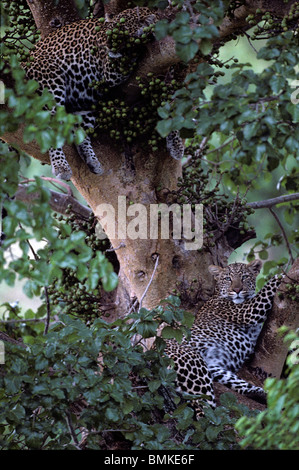 Africa, Kenia Masai Mara Game Reserve, adolescente di sesso maschile Leopard (Panthera pardus) in appoggio con la madre in rami di alberi Foto Stock