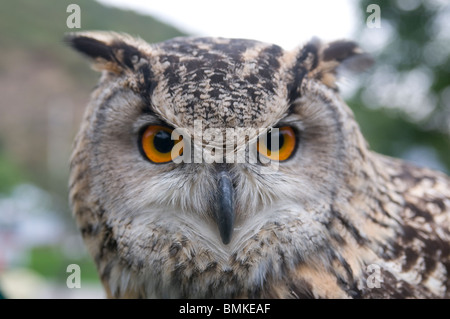 Rock gufo reale (Bubo bengalensis) a Suncar Falcon farm, Alma Ata, Kazakistan Foto Stock