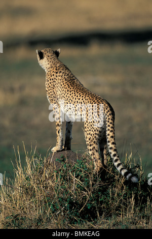 Kenia Masai Mara Game Reserve, ghepardo (Acinonyx jubatas) indagini savana circostante dal tumulo termite Foto Stock