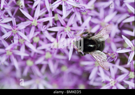 Bumble Bee alimentazione su Allium globemaster fiore Foto Stock
