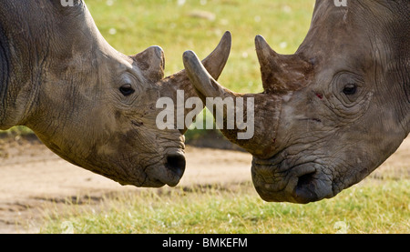 L'Africa. Kenya. Il rinoceronte bianco combattimenti a Lake Nakuru. Foto Stock