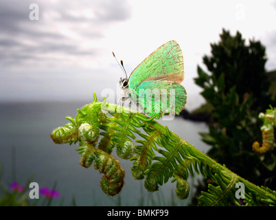 Green Hairstreak Butterfly arroccato su una felce, Devon Coast, UK. Foto Stock