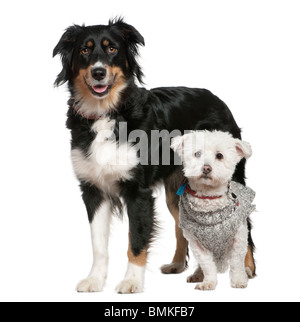 Pastore australiano cane e cane Maltese, 3 e mezza a 11 anni, di fronte a uno sfondo bianco Foto Stock
