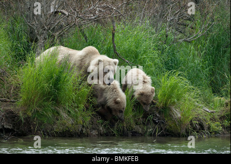 Orso bruno madre e twin cubs, Katmai National Park, Alaska Foto Stock