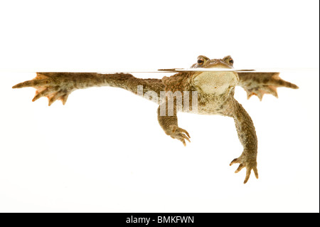 Il rospo comune (European toad) in acqua Foto Stock