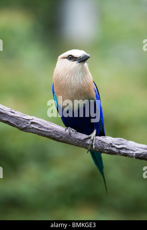 Una racchetta-tailed rullo Foto Stock