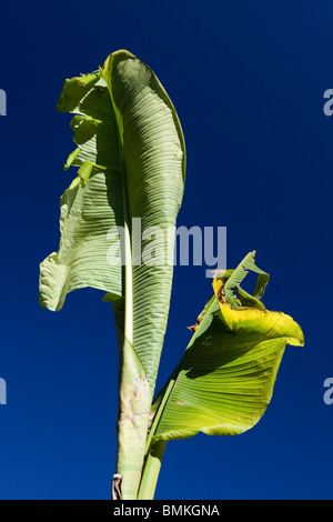 Musa Basjoo crescita iniziale contro il luminoso cielo blu Foto Stock