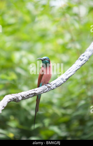 A nord del Carmine Bee-Eater seduto su di un lembo di albero. Foto Stock