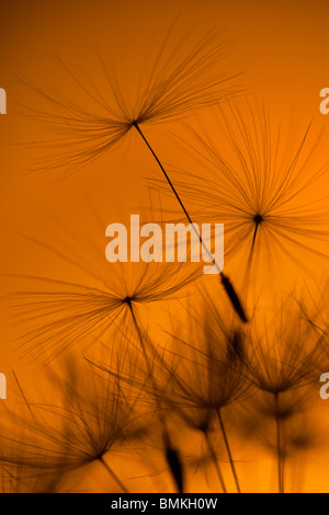 Un primo piano di tarassaco Taxaxacum officinale seme head al tramonto Foto Stock