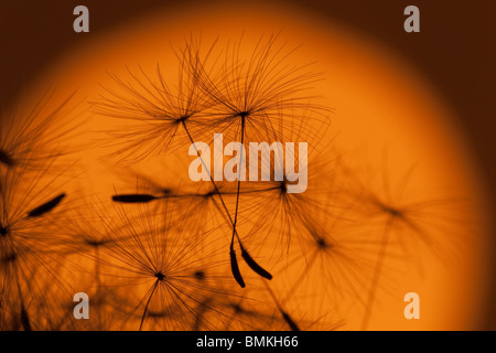 Un primo piano di tarassaco Taxaxacum officinale seme head al tramonto Foto Stock