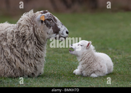 Pecora e agnello seduti insieme marzo Norfolk Foto Stock