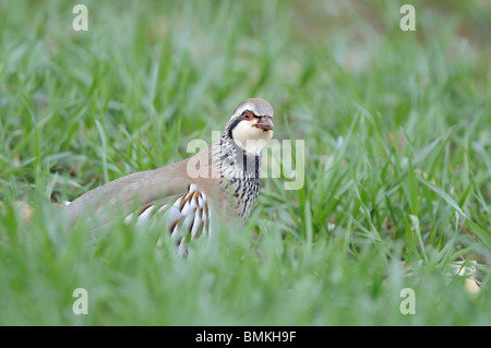 Zampe rosse (francese) partridge( alectoris rufa) nel frumento invernale aprile REGNO UNITO Foto Stock