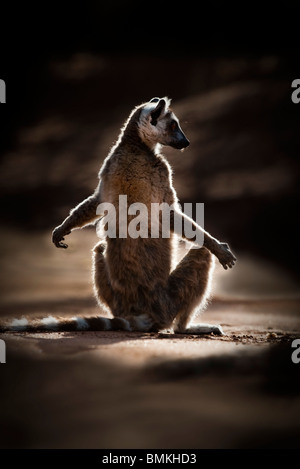 Anello-tailed Lemur crogiolarsi sole mattutino nella foresta spinosa. Berenty Riserva Privata, Madagascar meridionale. Foto Stock