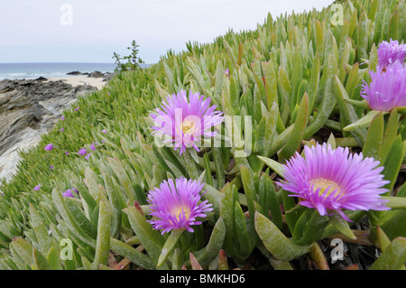 Hottentot-fig, (carpobrotus edulis), specie introdotte naturalizzato sulla costa rocciosa, North Cornwall, Regno Unito, maggio Foto Stock