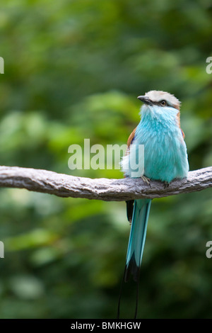 Una racchetta-tailed rullo Foto Stock