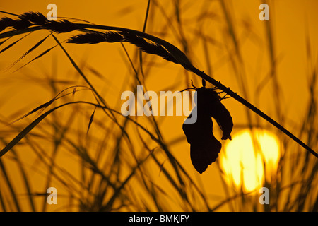 Il PIOPPO Hawk-moth Laothoe populi in appoggio sul gambo di erba al tramonto Foto Stock