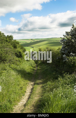 Il sentiero conduce intorno all'antica età del ferro hill fort di Cissbury Ring nel South Downs National Park. Foto Stock