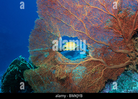 Golden fanciulla nuoto passato gorgonia ventola di corallo. Mare delle Andamane, Thailandia. Foto Stock