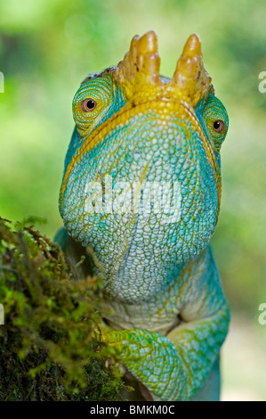 Maschio di Parson's Chameleon a caccia di prede. Ranomafana National Park, est del Madagascar. Foto Stock