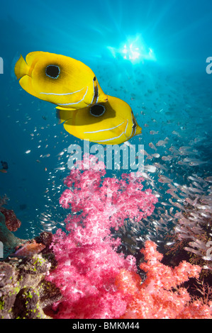 Panda butterflyfish sulla canna spugna con le scuole di pesce in background. Misool Raja Empat, Papua occidentale, in Indonesia. Foto Stock