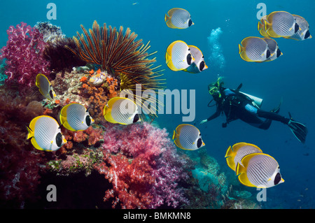 Panda butterflyfish con featherstars e coralli molli sulla barriera corallina, donna subacqueo in background. Misool, Papua occidentale, in Indonesia. Foto Stock