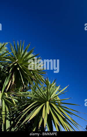 Grandi Cordyline australis o comunemente noto come il cavolo tree Foto Stock