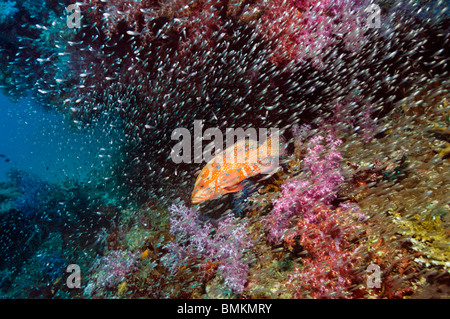 Coral hind con scuola di spazzatrici e coralli molli, sul Mare delle Andamane, Thailandia. Foto Stock