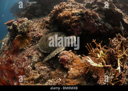 Coral reef, Sipadan, Sabah, Malesia, Borneo, sud-est asiatico Foto Stock