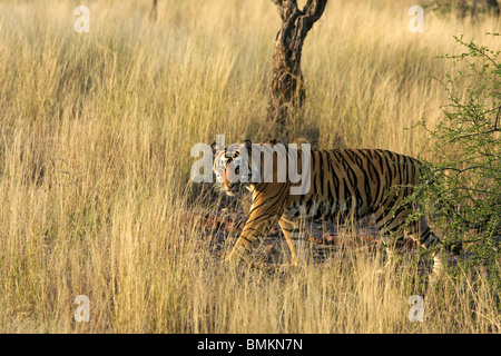 Tigre maschio a piedi attraverso l'erba alta in Ranthambhore National Park, India Foto Stock