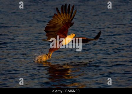 African Fish Eagle per la cattura di pesce, Chobe, Botswana Foto Stock