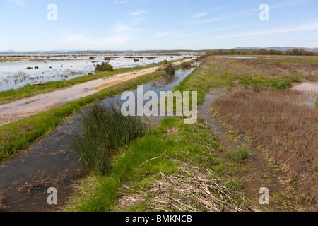 Laguna de la Fuente de Piedra. Provincia di Malaga. Andalusia. Spagna. Europa Foto Stock