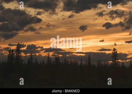 Calgary, Alberta, Canada; silhouette di alberi sempreverdi al tramonto Foto Stock