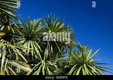 Grandi Cordyline australis o comunemente noto come il cavolo tree Foto Stock