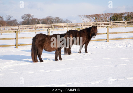 Due pony nero in piedi in un paddock nevoso Foto Stock