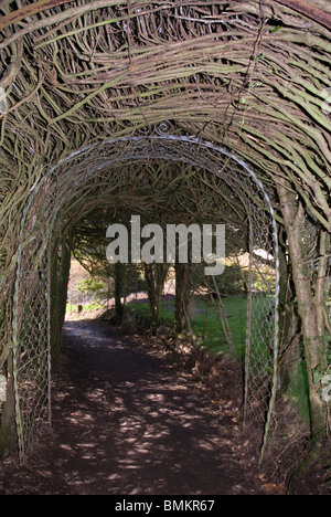 Il tunnel di alberi in giardini Trevarno, Cornwall Regno Unito Foto Stock