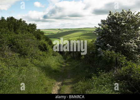 Il sentiero conduce intorno all'antica età del ferro hill fort di Cissbury Ring nel South Downs National Park. Foto Stock