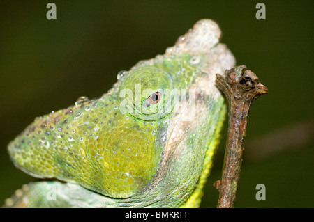 Madagascar, Toamasina, Marozevo, Parsons Chameleon (Calumma parsonii) Foto Stock