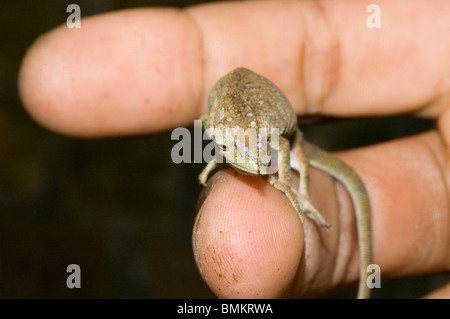 Madagascar, Toamasina, Marozevo, Baby Chameleon su un lato Foto Stock