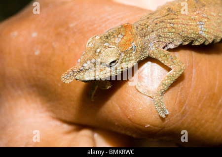 Madagascar, Toamasina, Marozevo, Baby Chameleon su un lato Foto Stock